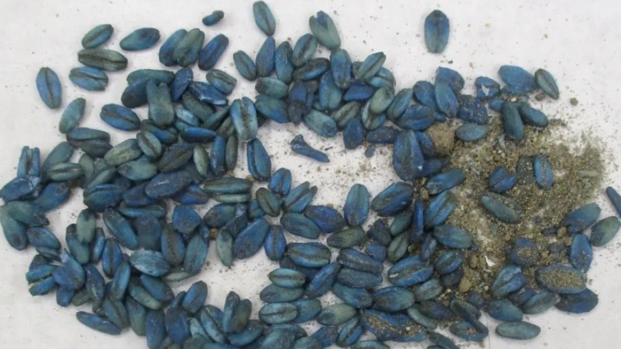 As autoridades suspeitam que os porcos podem ter ingerido isca tingida contendo o pesticida.