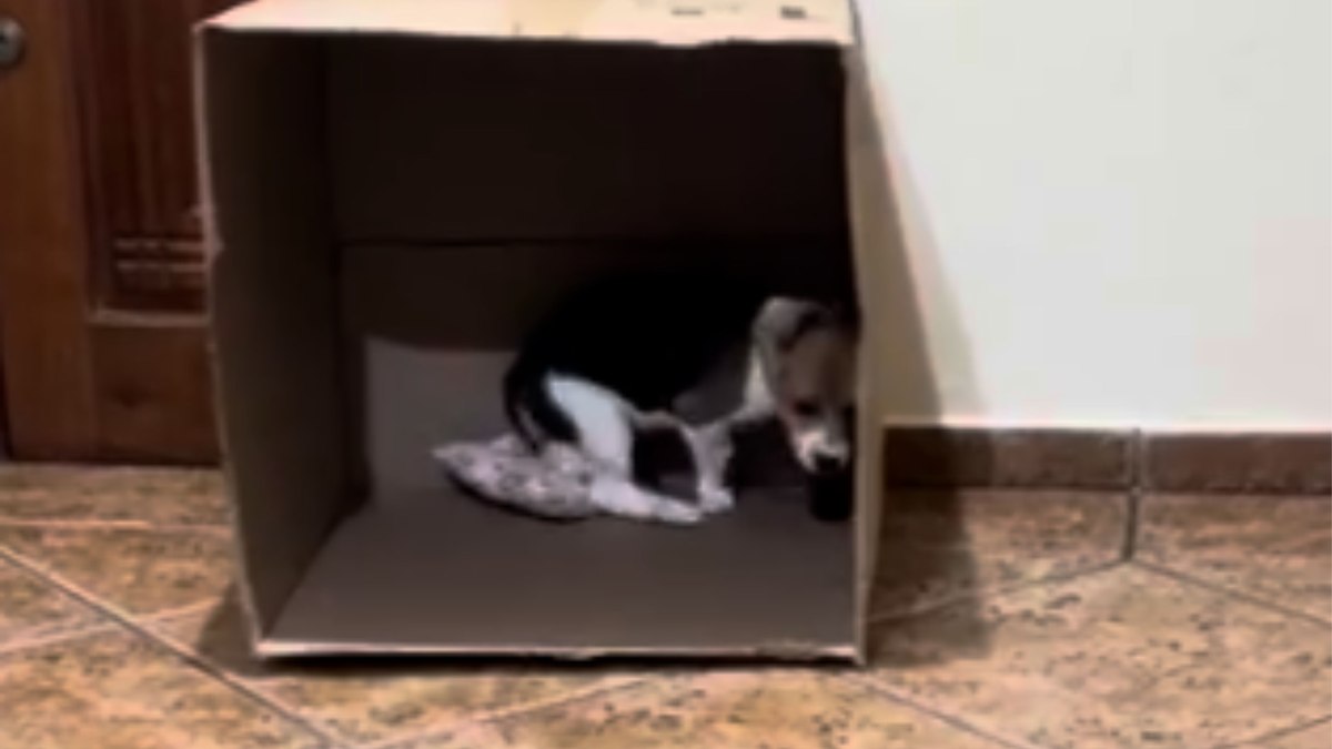 Beagle de 3 meses encontra caixa de papelão e perde a linha