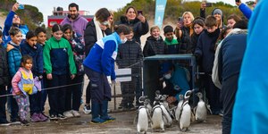 Pinguins desnutridos retornam ao mar após resgate; assista