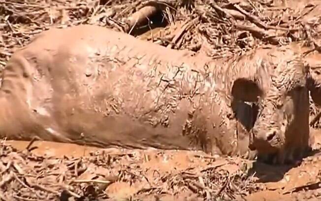 Milhares de animais estão sofrendo em Brumadinho; a tragédia aconteceu em uma região de propriedades e com fauna rica