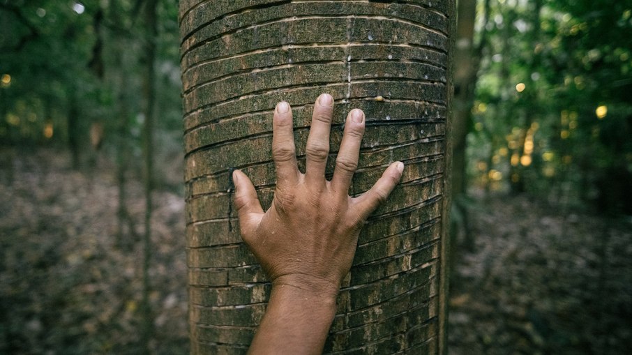 Michelin fortalece cadeia sustentável de produção de borracha na Amazônia Michelin fortalece cadeia sustentável de produção de borracha na Amazônia