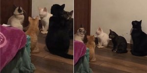 Gatos se reúnem na porta após tutora sair por dois minutos