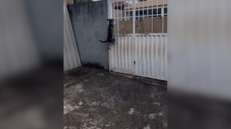 Tutora flagra cachorro escalando portão em tentativa de fuga