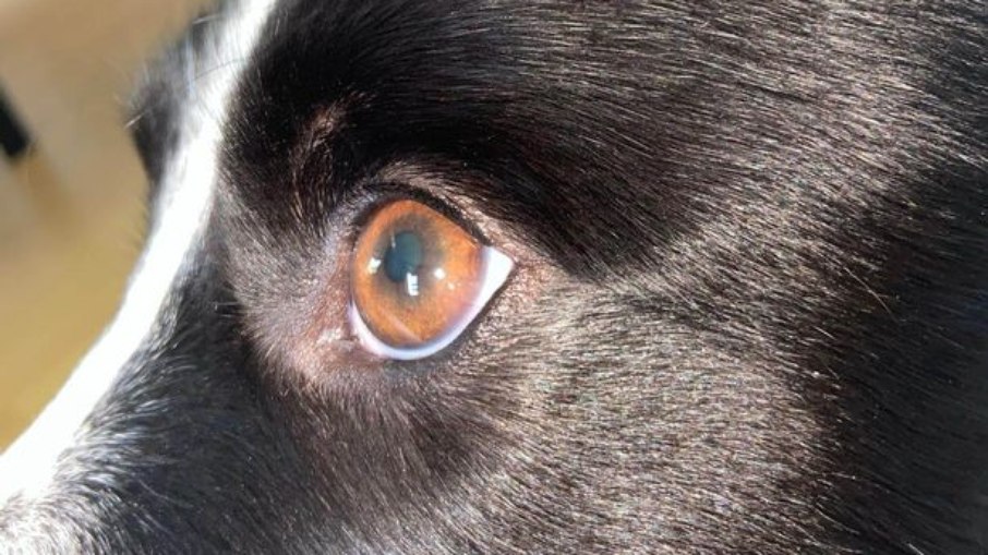 Chloe viu uma mancha rosa turva no canto do olho esquerdo do cachorro enquanto o abraçava