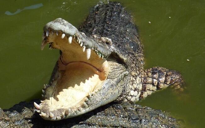Crocodilo atacou capturaores