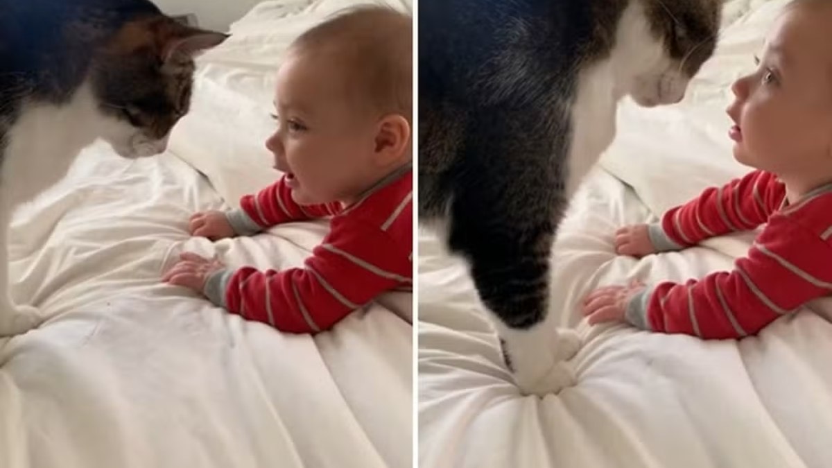 Bebê e gato viralizam com cena fofa no TikTok Bebê e gato viralizam com cena fofa no TikTok