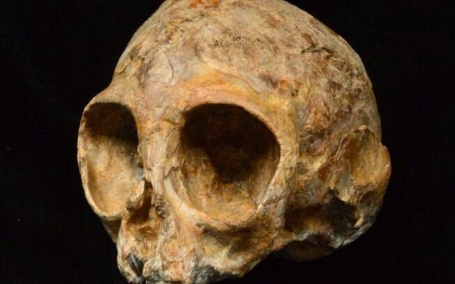 Crânio de antigo ancestral foi encontrado no Quênia, na África, e foi chamado de “Alesi”