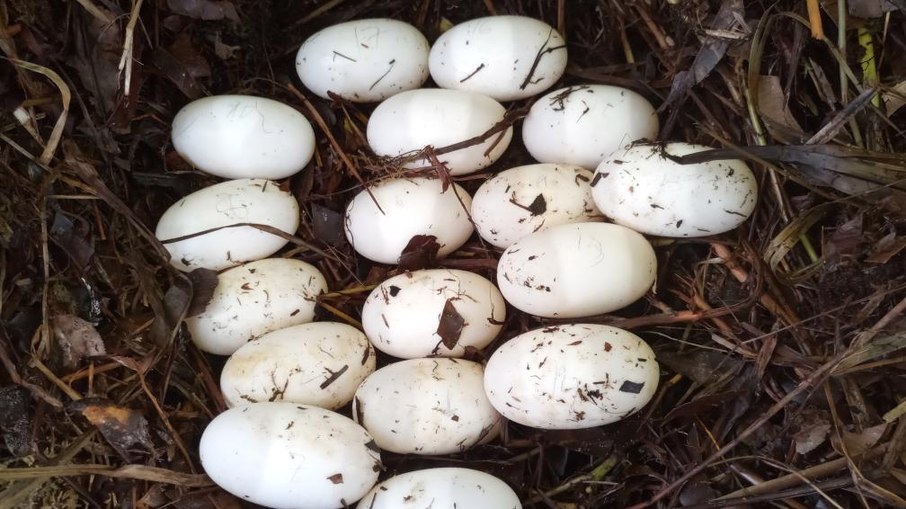 Descobertos 43 ovos de crocodilo-siameses em extinção Descobertos 43 ovos de crocodilo-siameses em extinção