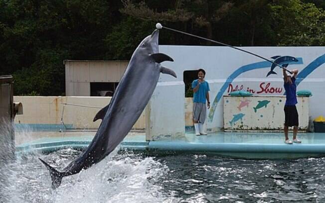 Show de golfinho em 2013 no Inubosaki Marine Park%2C aquário no Japão que abandonou centenas de animais