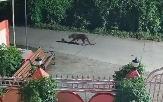 Leopardo captura filhote de cachorro e surpreende ao soltá-lo