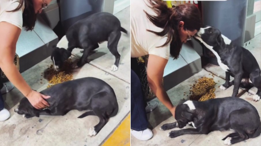 Segundo a internauta, a família queria resgatar os animais, mas já possui outros cães que são territorialistas. Segundo a internauta, a família queria resgatar os animais, mas já possui outros cães que são territorialistas.