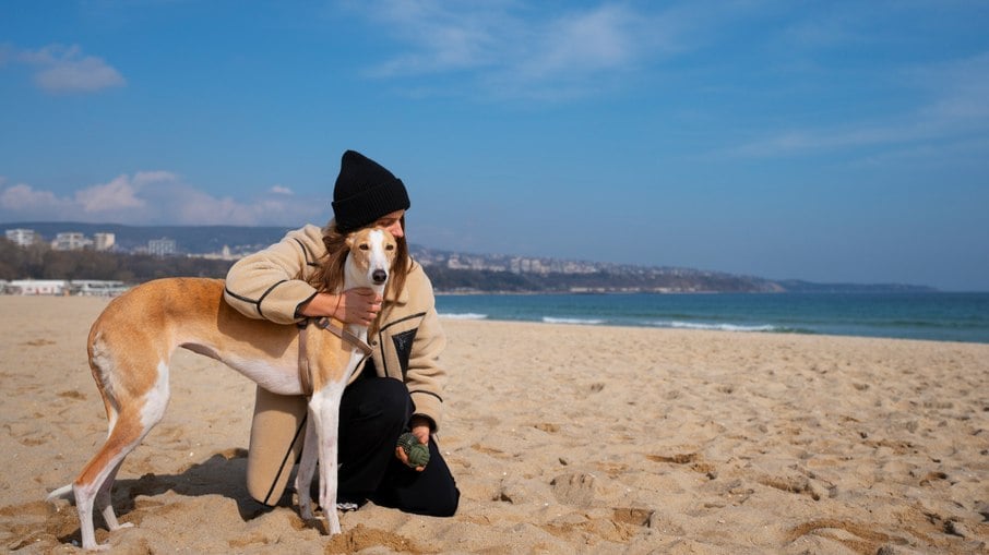 O Greyhound é um cão dócil e muito afetuoso