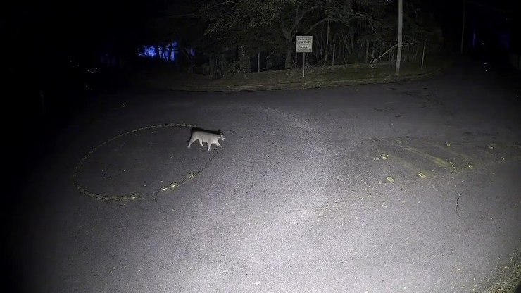 Onça-parda invade casa e ataca pitbull, que protegeu a família