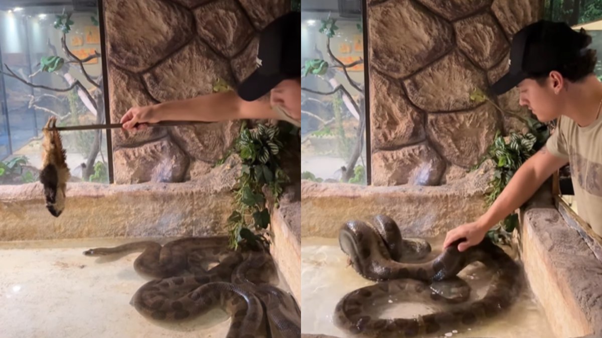 Gabriel Gouveia alimenta sucuri Gabriel Gouveia alimenta sucuri