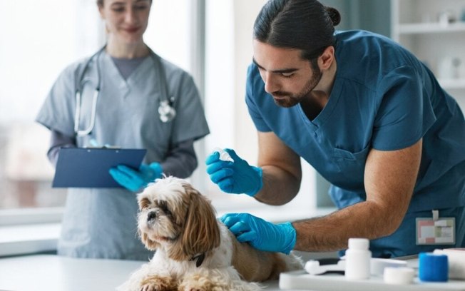 7 cuidados com cachorro de pelo longo