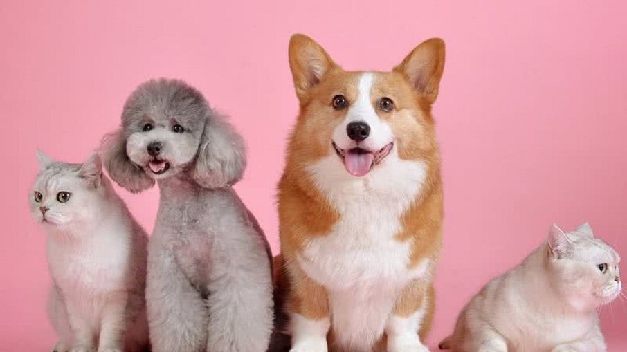 Cadelas e gatas também precisam de cuidados especiais