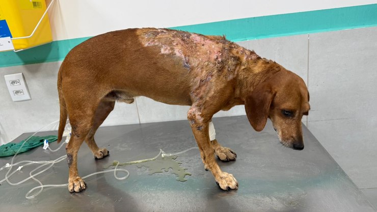 Caso Jhonny: mulher é acusada de queimar cão com líquido quente