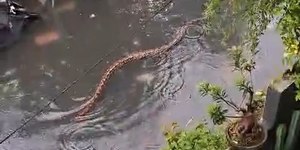 Vídeo: cobra gigante nada em rua alagada e assusta moradores