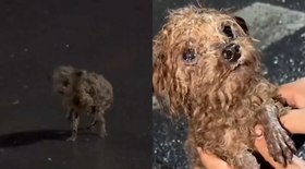 Resgate de cachorrinho no Rio de Grande do Sul emociona