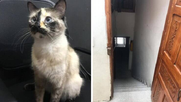 VÍDEO: gato esperto aprende a usar a campainha para entrar em casa