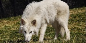 Empresa cria biobanco para espécies ameaçadas de extinção