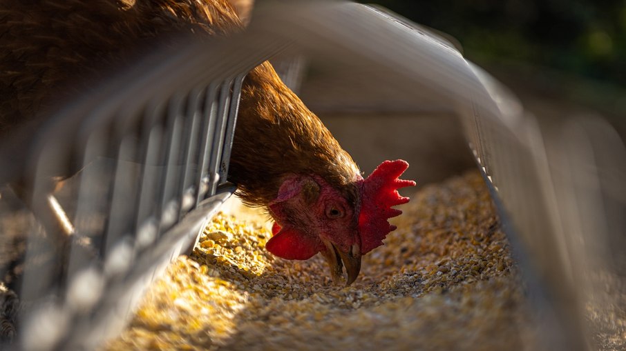 Agricultura atualiza numero de casos de gripe aviária