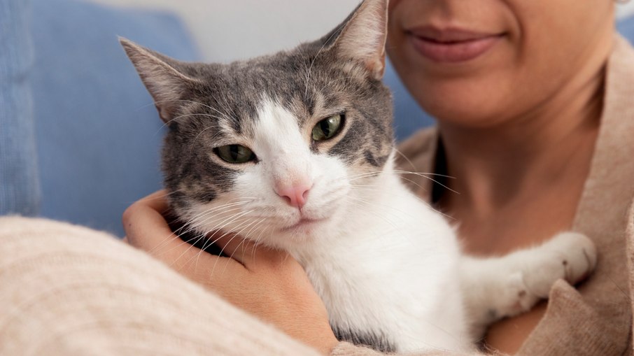 O Pelo Curto Brasileiro é um felino sociável, extrovertido e afetuoso