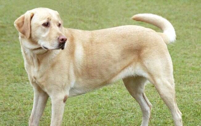 O Labrador Retriever além de inteligente é muito dócil e amoroso 