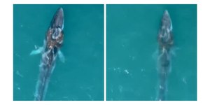 Baleia gigante surpreende banhistas de Angra dos Reis; veja