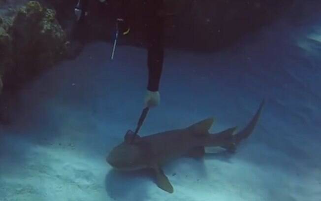 Confira o tubarão que 'pediu ajuda' para mergulhador para tirar a faca da cabeça.