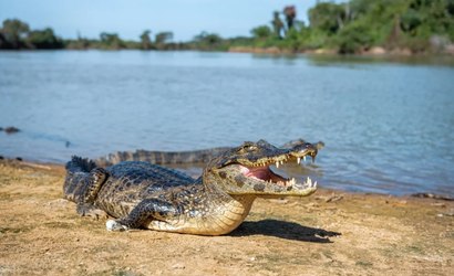 Guia turístico é gravado fazendo “carinho” em jacaré no Pantanal