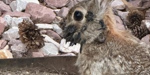 Coelhos ‘Frankenstein’ surgem com tentáculos sombrios na cabeça