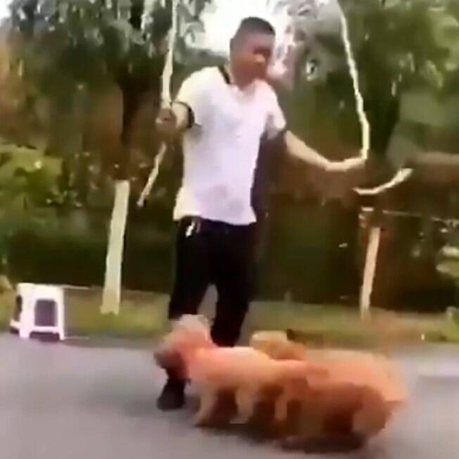 Vídeo de cães pulando corda é a coisa mais fofa que você vai ver hoje