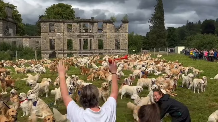 Centenas de Golden Retrievers são reunidos para celebrar aniversário da raça