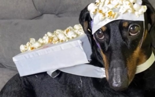 Pais de pet surpreendem ao vestir cachorro para Semana Maluca