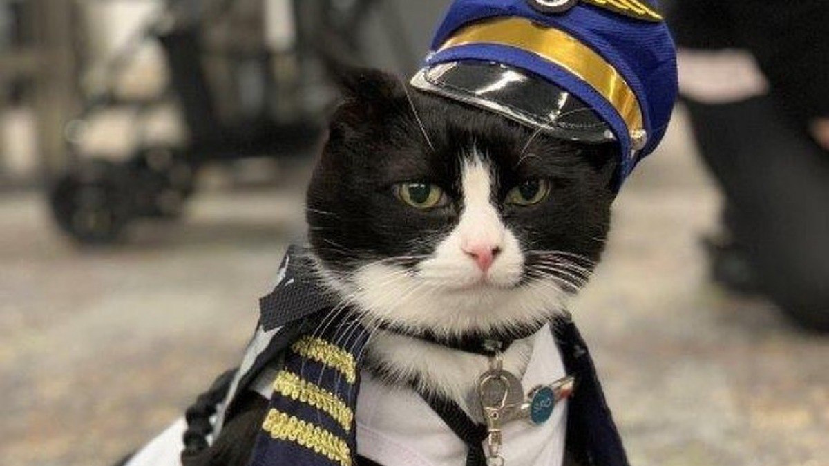 Duke se tornou o primeiro gato a integrar equipe de terapia em aeroporto de São Francisco, nos Estados Unidos