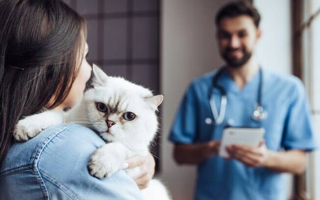 O papel dos tutores diante da espinha bífida em gatos é levar o peludo regularmente ao veterinário para evitar ser pego de surpresa