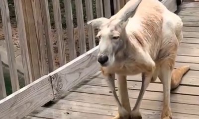 Vídeo de canguru idoso viraliza na web