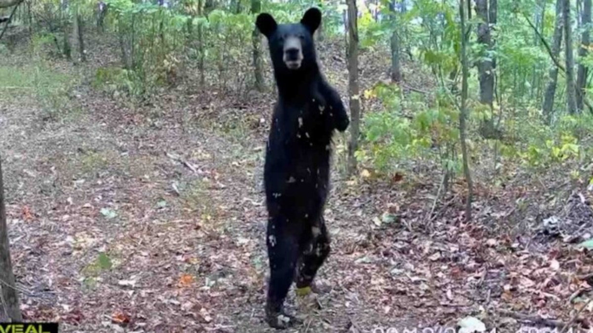 Urso sem braços é capturado em vídeo nos EUA