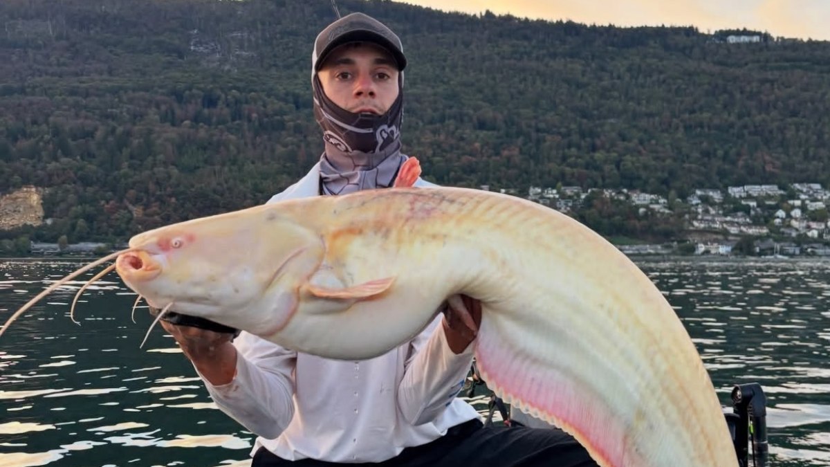 Pescador fisga bagre-europeu albino raro; veja vídeo