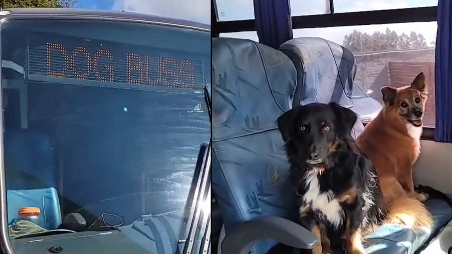 Dog Bus é transporte exclusivo para cachorros