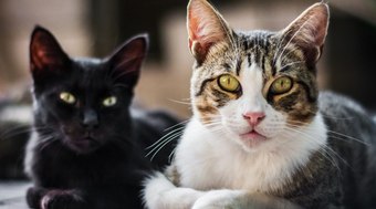 Gato engasgado: veterinária explica o que fazer nesta situação