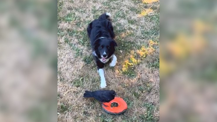 Cachorro e corvo resgatado formam amizade improvável nos EUA