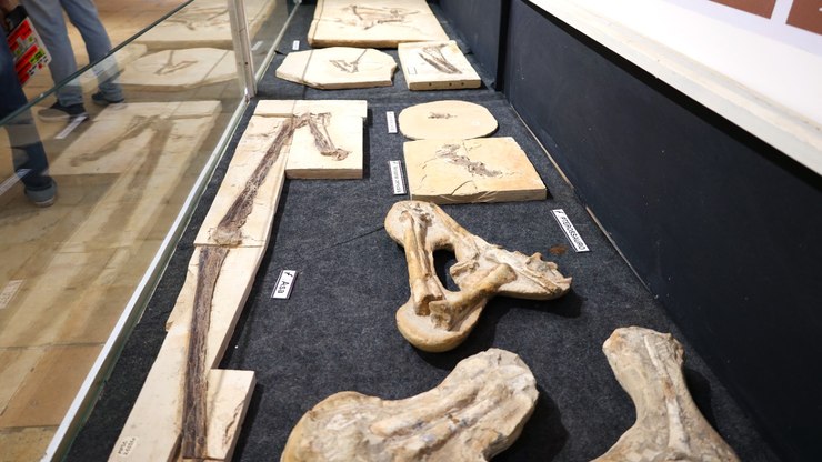 Bactérias ajudaram a preservar pterossauro
de 113 milhões de anos