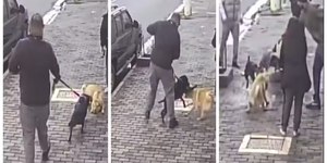Pitbull sem focinheira ataca cão em Perdizes: o que diz a lei?