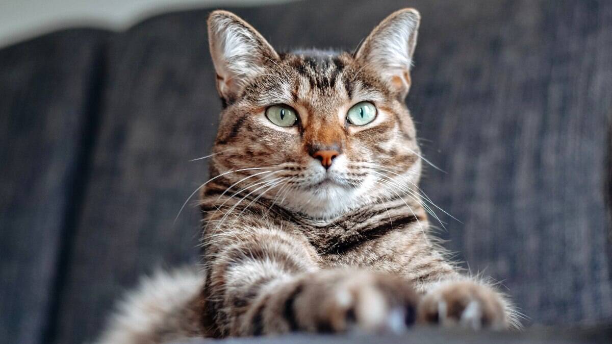 O gato rajado é muito mais do que um gatinho comum