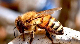 Projeto brasileiro: pesquisa permite aluguel abelhas
