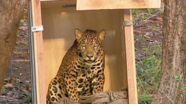 Onça atingida por tiro no olho é resgatada e devolvida à natureza