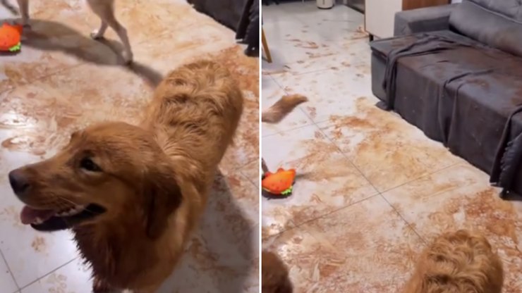 Golden se diverte na lama e leva bagunça para dentro de casa