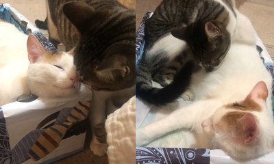 Gato cuida de parceira que estava em processo de parto; veja